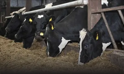 Fête religieuse : Pas de pénurie de bœufs pour l’Eid-ul-Adha