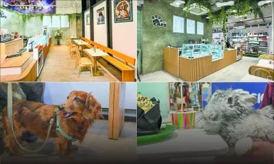 Pet Café by Pet Store : des friandises pour lui, du latte pour vous ! 