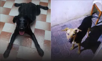 À Flic-en-Flac : soupçons d’empoisonnement de chiens dans un quartier résidentiel