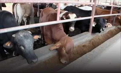 Qurbani 2017 : le prix du bétail fixé à Rs 135 le kilo 