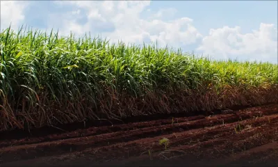 Sucre : La production a baissé de 8 % en 2017