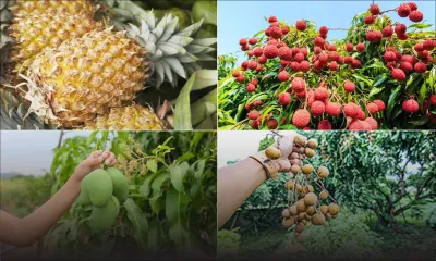 Fruits de saison - mangues, letchis, longanes, ananas, bananes :  ce que le pays produira cet été 