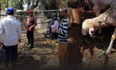 Maltraitance présumée des animaux en quarantaine : des éleveurs portent plainte contre le ministère de l’Agro-industrie