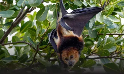 Un Australien meurt d'un virus transmis par une morsure de chauve-souris