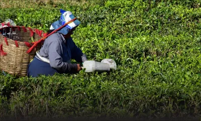 Production : le sucre dans la mélasse, le thé refait sa réputation