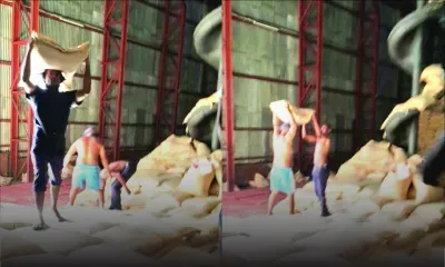 Reprise de la Mauritius Cane Industry Authority : des ‘débardeurs’ craignent pour leur emploi