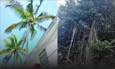 Arbres dangereux : un banian menace une maison en tôle