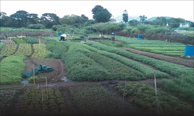 Agriculture: Rs 36,4 milliards pour la sécurité alimentaire