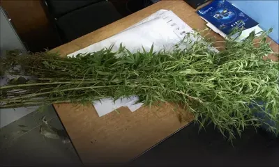 À Crève-Cœur : du cannabis, valant Rs 500 000, déraciné