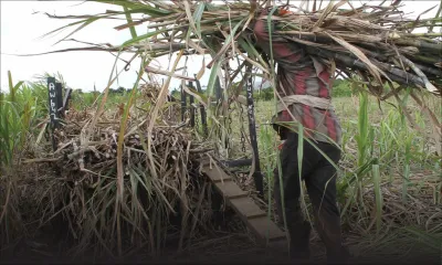 Le Mauritius Sugar Syndicate réclame l’introduction d’une nouvelle taxe au gouvernement