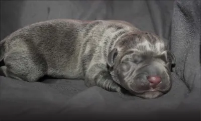 Vols par temps de confinement : après les légumes et les boissons alcoolisées, les chiots Cane Corso