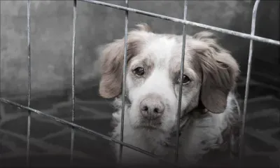 Cruauté animale : environ 50 plaintes recensées depuis début 2023