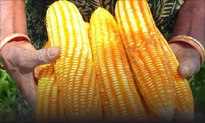 Le maïs de moins en moins cultivé à Maurice