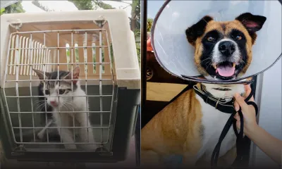 Confinement : Pet Taxi à la rescousse des animaux