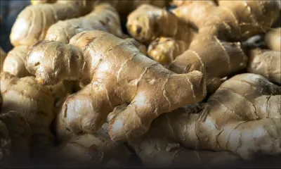 Belle-Rive : 100 kilos de gingembre volés 