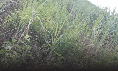 Ses parents voulaient la jeter dans une rivière: une ado de 12 ans retrouvée dans un champ de canne