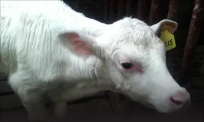 À Port-Louis: des éleveurs se disent privés de subventions depuis 2014