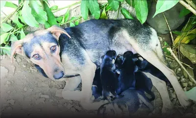 Insolite : sept à la maison…