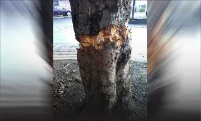 À Vacoas: un manguier source de danger