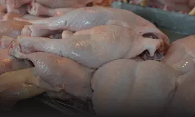 Conclusions de l’enquête de la CCM Pas de monopole sur le marché du poulet