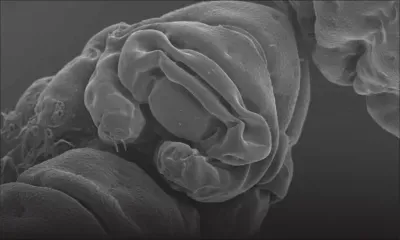 Le tardigrade, un superchampion qui n'a rien à craindre des astéroïdes