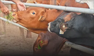 Eid-Ul-Adha : la MMA réclamera Rs 15 le kilo pour l’abattage