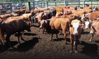 Fièvre aphteuse : deux autres fermes affectées ; 600 bœufs disponibles pour l'Eid ul-Adha