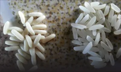 Denrée de base - Riz en plastique : veillez au grain