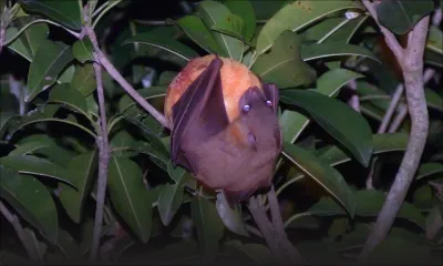 Agro-industrie : les cadres préconisent l’abattage de 20 000 chauves-souris
