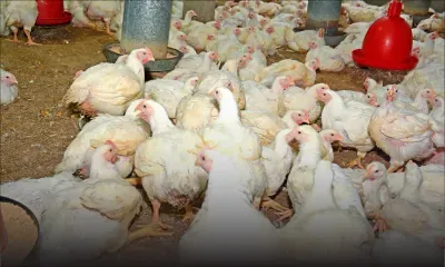 Élevage de poulets : une centaine de poulaillers contaminés par la salmonelle