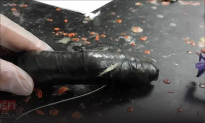 Importation de drogue : les mules font des émules