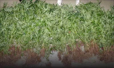 Henrietta: 250 plants de cannabis évalués à Rs 3 M déracinés