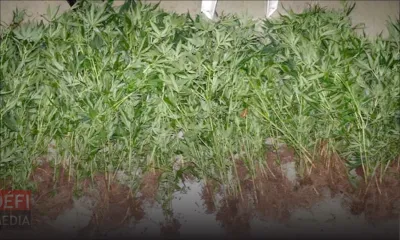 Crève-Cœur : saisie record de 17 000 plants de cannabis 
