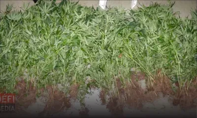 À La Martinière, Surinam : Rs 1,6 million de plants de gandia découverts 