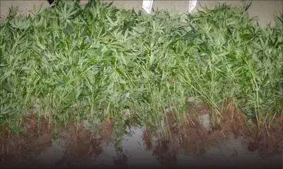 À Grand-Gaube : saisie de Rs 1 M de cannabis