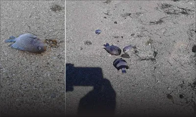 À Pomponette : la chaleur est-elle responsable de la mort des poissons ?