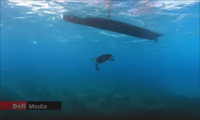 Interdiction de nager avec les tortues de mer, de les nourrir…