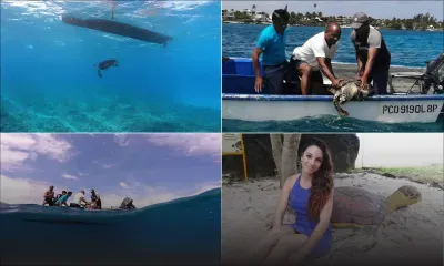 Aquarium de Maurice : Touga 2 retrouve sa liberté