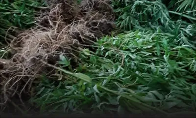  Aux Gorges de la Rivière Noire : 220 plants de gandia déracinés