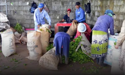 Journée mondiale du thé : un breuvage qui défie le temps