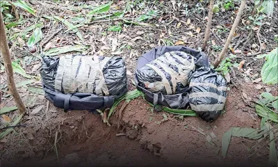 Saisie de 14 kg de cannabis à Chamarel : une connexion avec La Réunion suspectée 