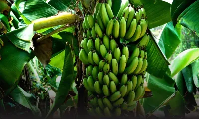 Chemin-Grenier : plus de 50 régimes de bananes volés dans une plantation