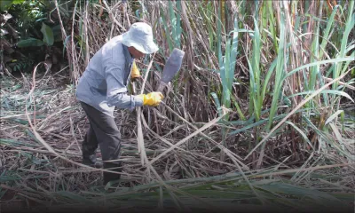 Abolition du quota de l’Union européenne : les grands défis de l’industrie cannière en 2017 