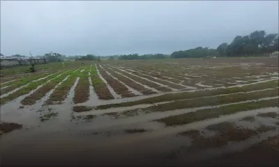 DBM : des prêts allant jusqu’à Rs 500 000 proposés aux planteurs affectés par Batsirai