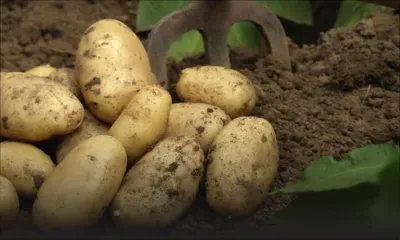 Pomme de terre, oignon, ail : l’AMB revoit ses importations à la hausse