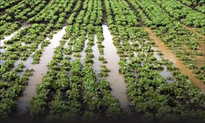 Conséquences des fortes pluies : une pénurie de légumes est en vue, prévient la SPA