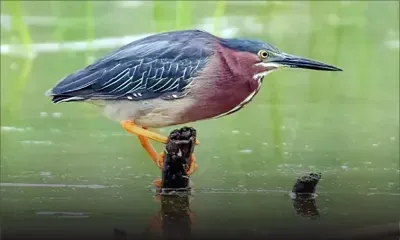 Platform Moris Lanvironman : «Assez de fioul dans l’estuaire de Terre-Rouge»