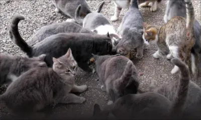 Des chats abandonnés : l’aide se fait attendre