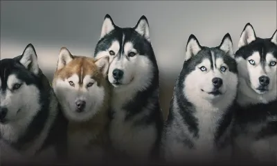 Trahi par son homme de confiance qui lui vole ses biens et ses chiens de race avant de disparaître de la circulation