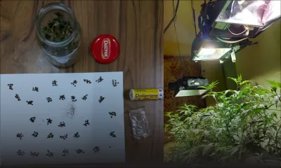 La Tour Koenig : un pêcheur avait converti une pièce de sa maison en culture «indoor» de cannabis